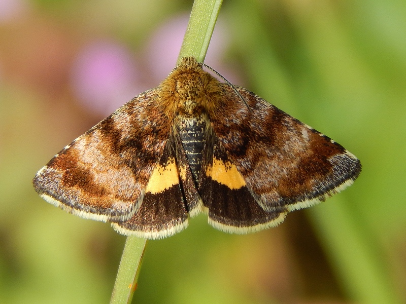 Panemeria tenebrata